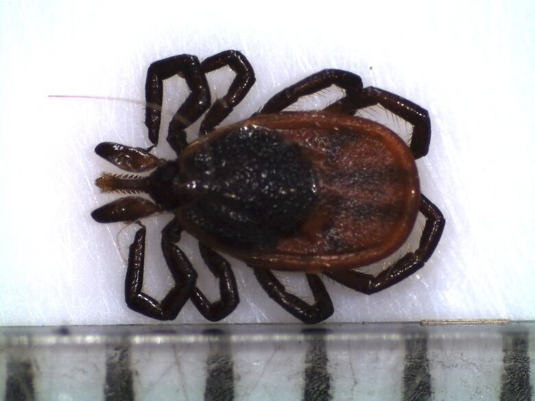 a close up of a black-legged tick