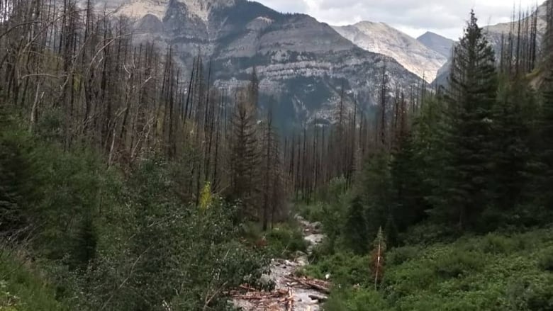 A hiking trial with mountains and trees. 