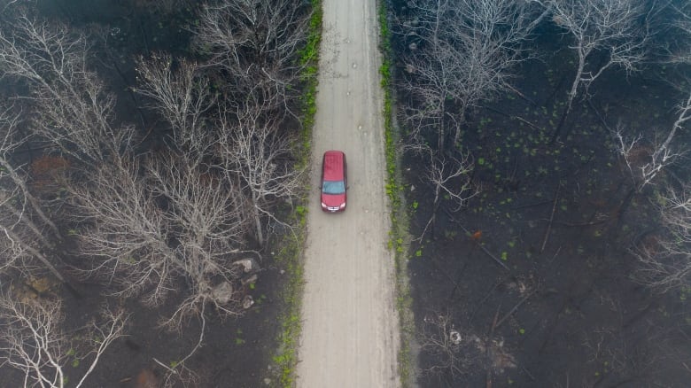 Aerial view of a van driving along a dirt road. Fog hangs low on a forest of thin blackened trees.