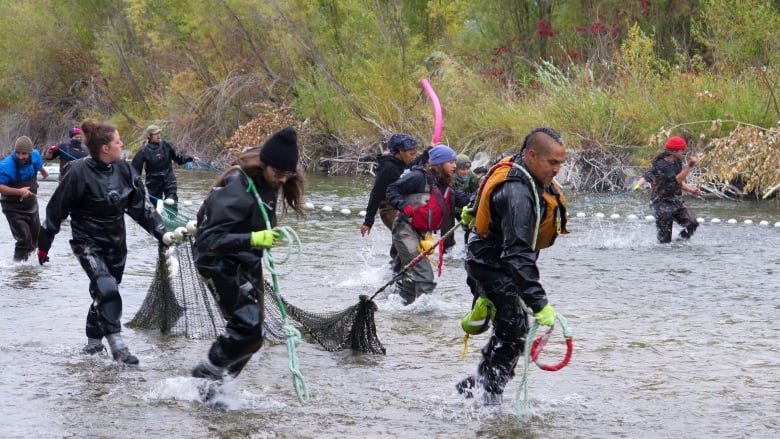 The Okanagan Nation Alliances work over the past 30 years to successfully return sockeye, and now chinook, to the Okanagan system of the Columbia River, provides valuable learning and inspiration for the Bringing the Salmon Home Initiatives reintroduction work (Oct. 19, 2021).      