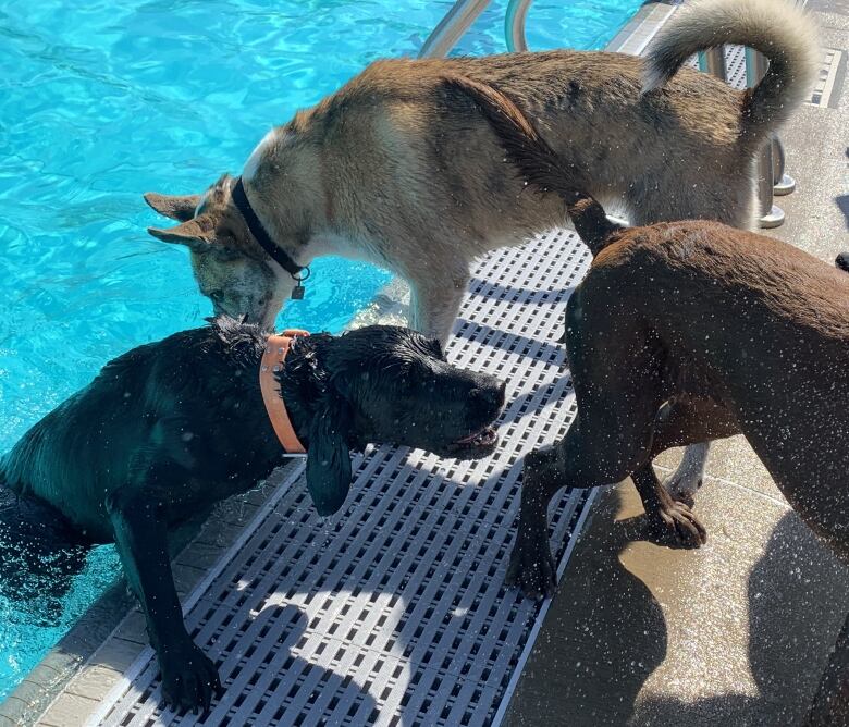 Three dogs just out of the pool shake of water.