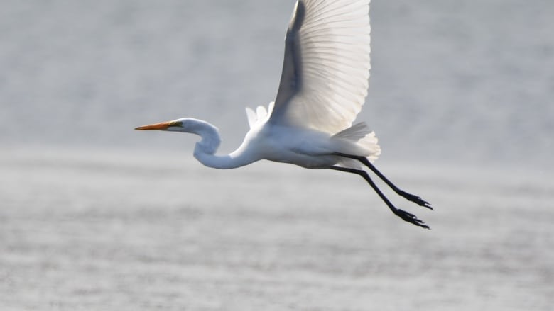 A large white bird flies over a silvery bay.