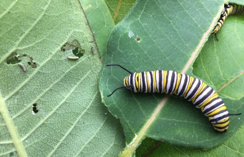 Black and yellow striped caterpillars on green leaves.