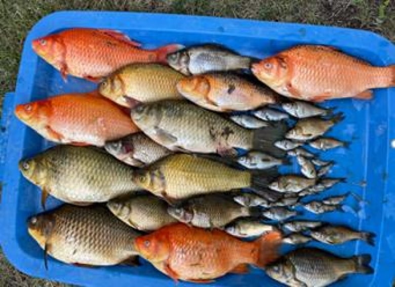 Bucket of pink and grey fishes