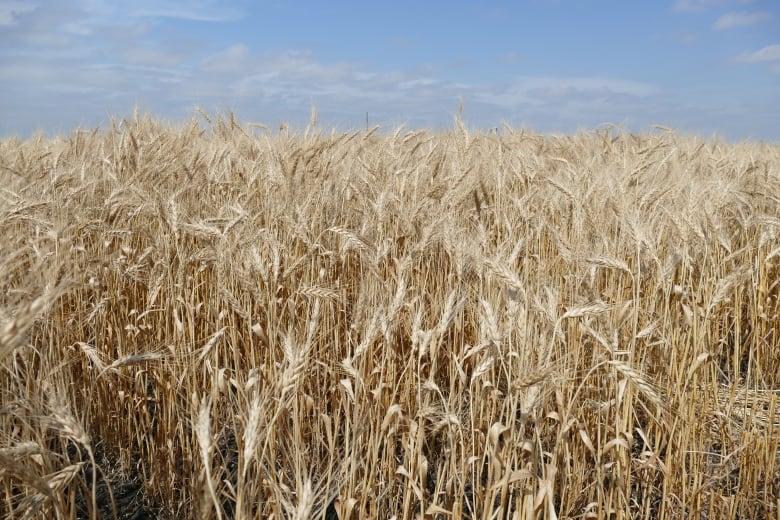 A close up of a field of wheat with a blue sky. 