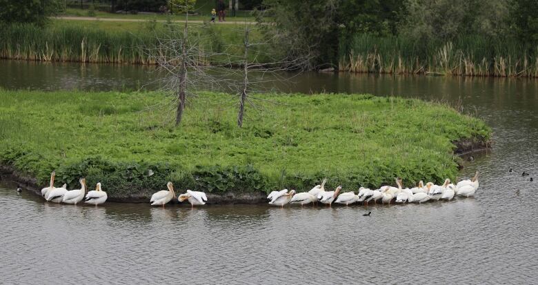 Pelicans on a pond