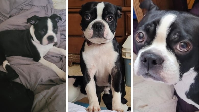 A collage of three Boston Terriers.