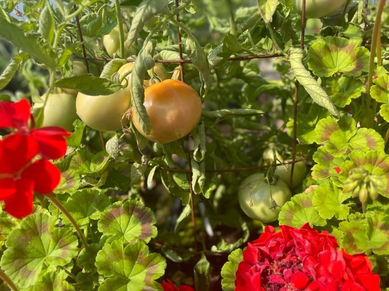 Tomato plant.