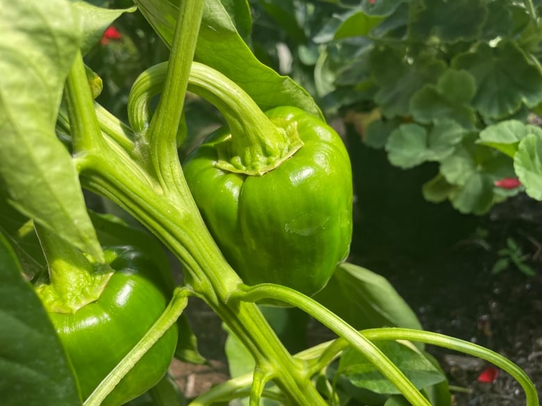 Pepper crop