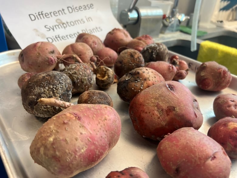 Diseased potatoes