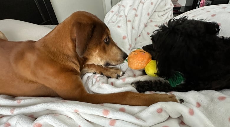 Two dogs lying face-to-face on a bed, short-haired brown one on the left, dark, curly-haired one on the right. 