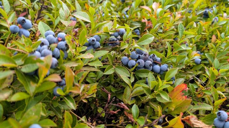 wild blueberries