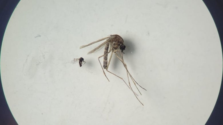 A smaller midge, left, Culicoides paraensis, and mosquito, Culex quinquefasciatus.