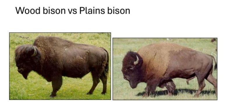 A photo of free roaming woodland and plains bison