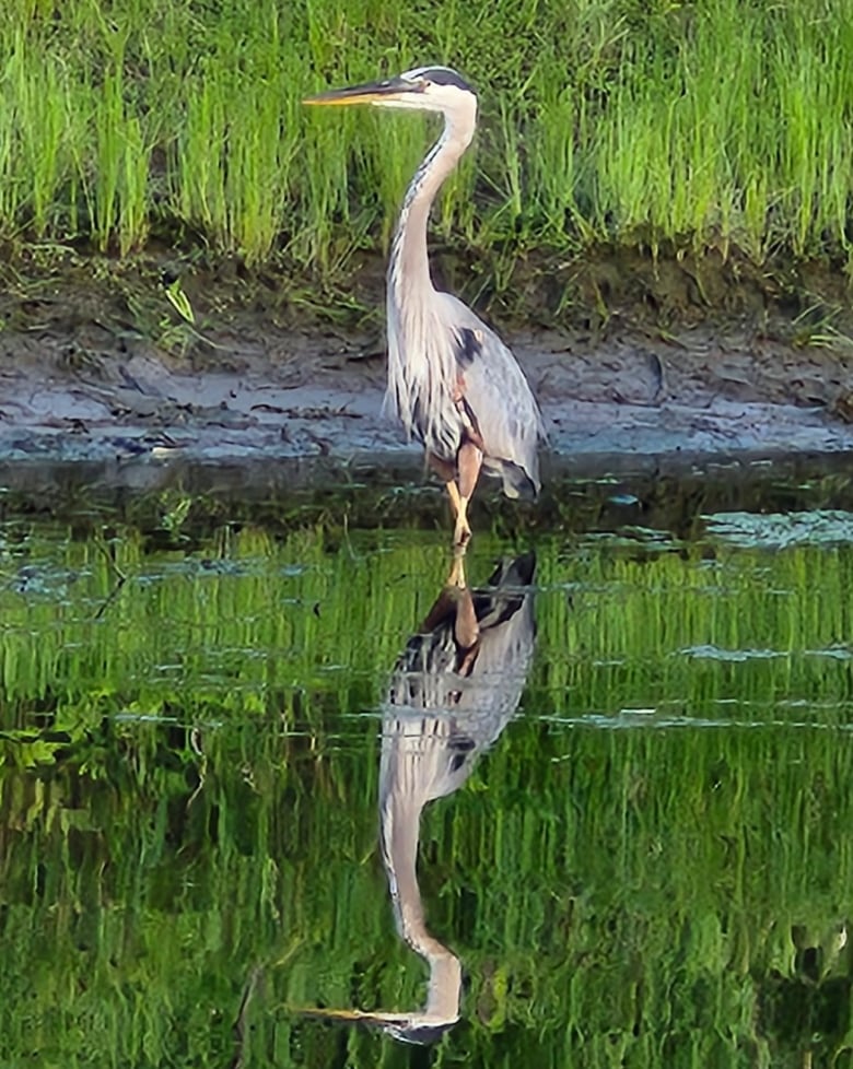 A large bird with a curved neck stands in a shallow river, tall grass in the background.