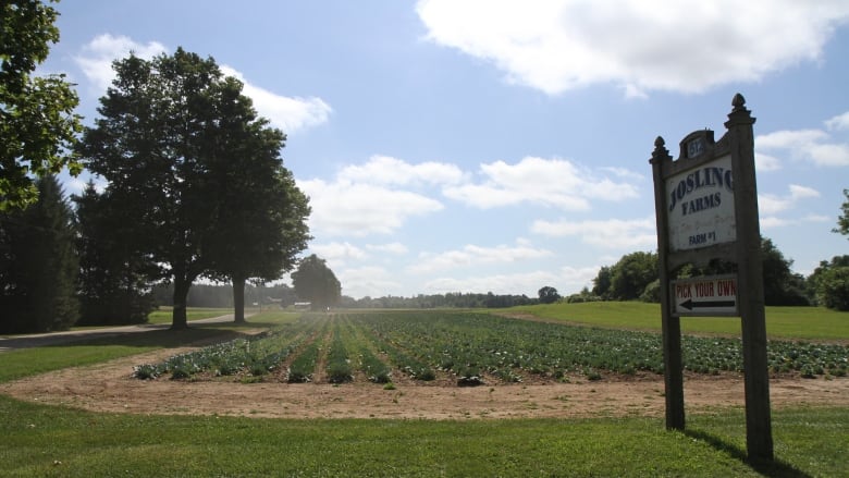 A lanscape image of a large plot of crops and some trees with a sign on the right that reads 