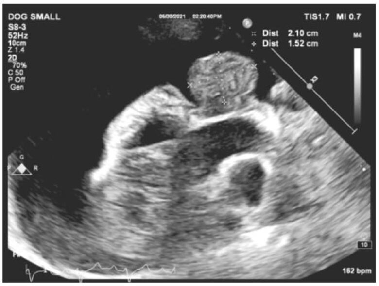 An x-ray image of a dog's heart.