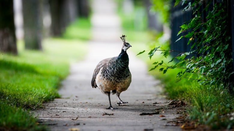 A peacock walks down a sidewalk.