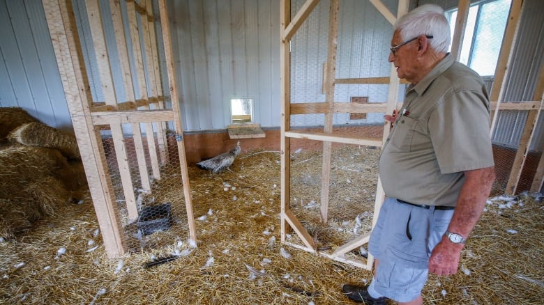 A man overlooks some birds in a barn.