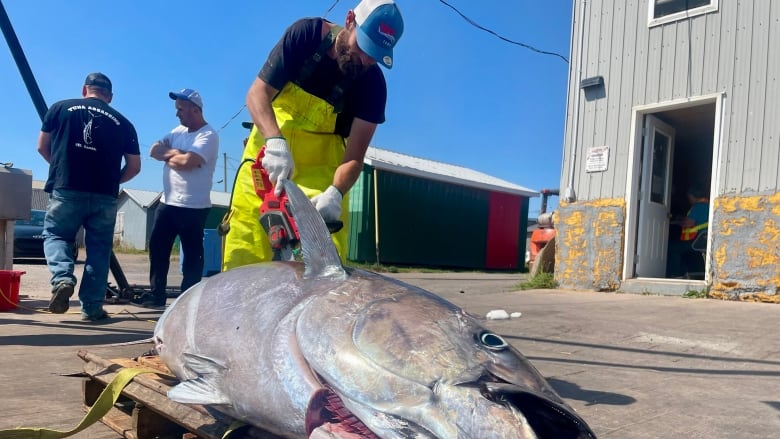 A man uses a chainsaw to cut into a large tuna on the wharf in Naufrage, P.E.I. 