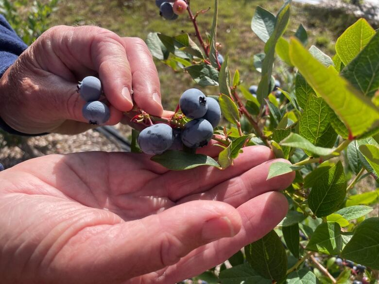 A close up of blueberries 