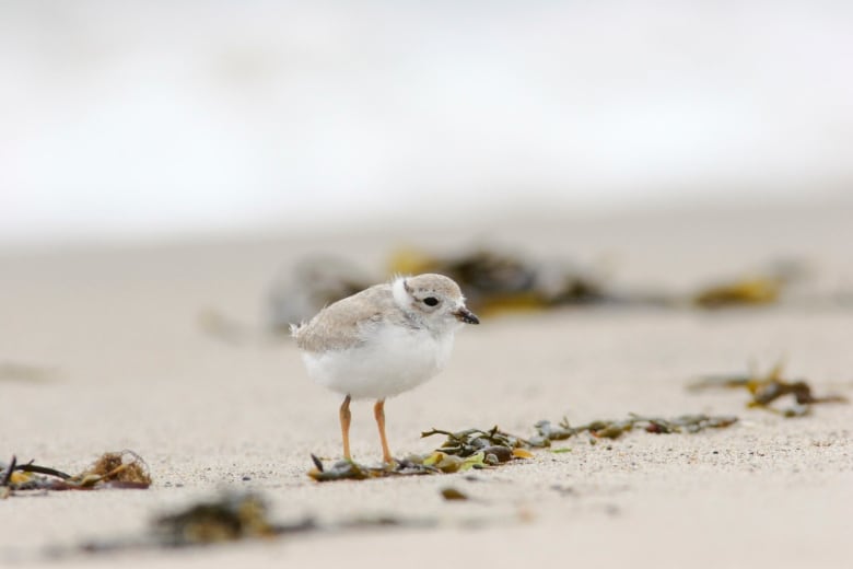 A piping plover baby chick, that is white with light brown on top, stands on a beach. 