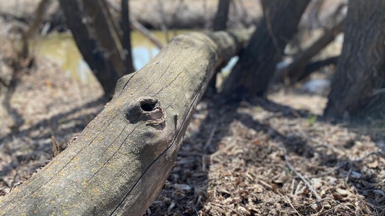 A log in the foreground of a small river.