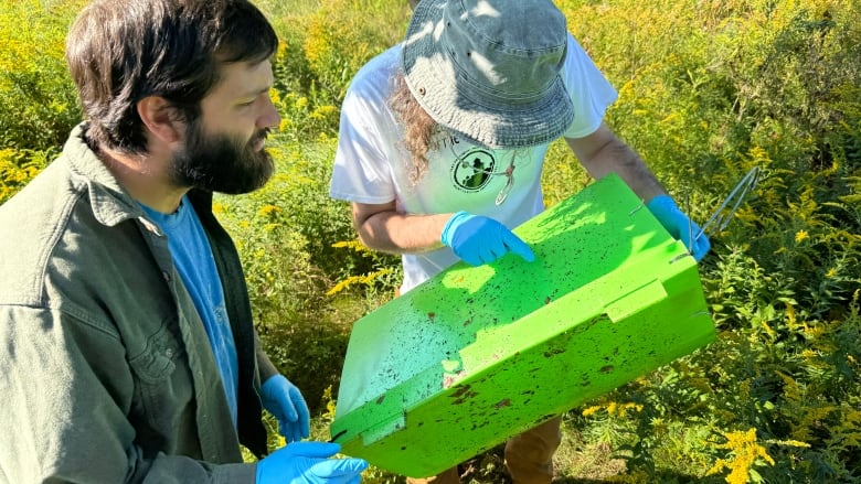 Two people inspect an emerald ash borer trap.