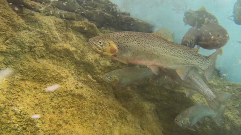 A group of brownish fish with black spots swim.