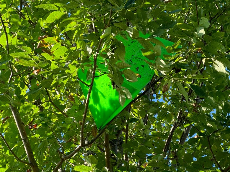 An emerald ash borer trap in a tree.