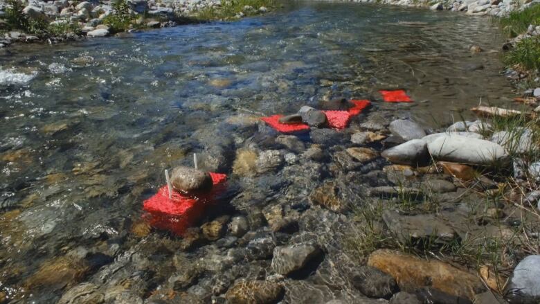 Red boxes of fish eggs are place in a creek with shallow water flowing gently over stones.