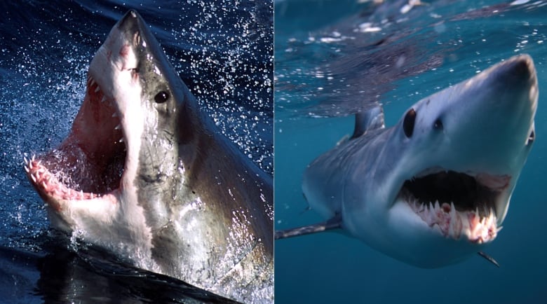 Side by side images of sharks with their jaws open 