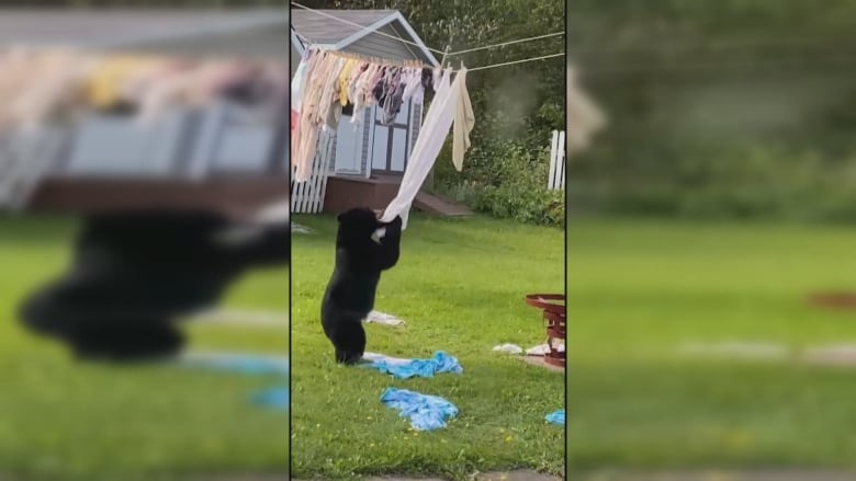 a black bear cub tearing towels and clothes off a clothesline in a backyard.