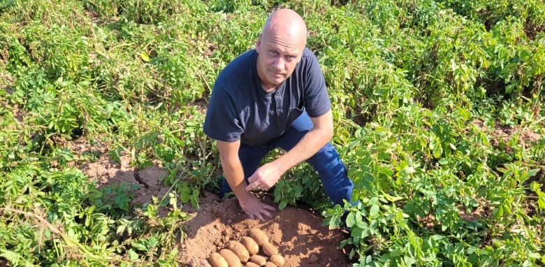 A man crouching in a field with some potatoes dug out of the ground 