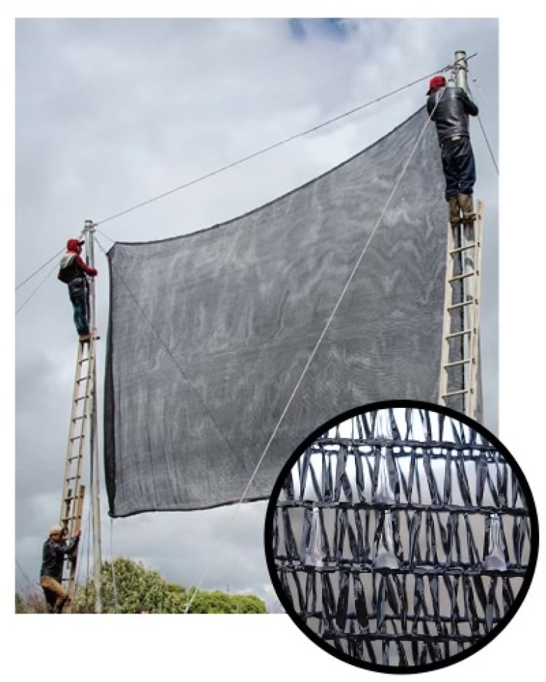 Two men climbing ladders to set up a large net. There is also a close-up of the netting on the bottom right corner.