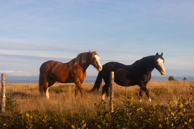 Two horses are pictured behind a fence. 