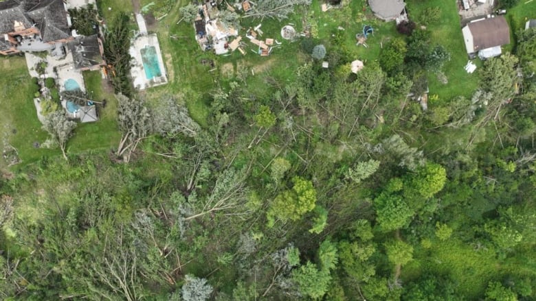 Trees destroyed by a tornado.