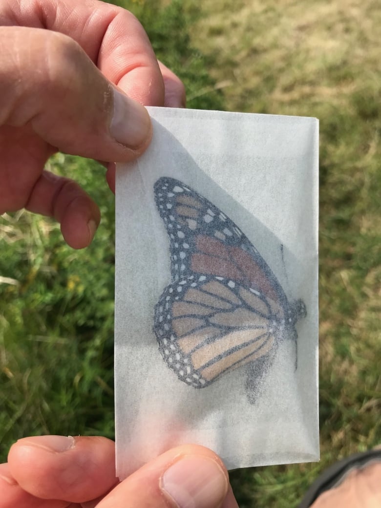 Monarch butterfly captured in paper. 