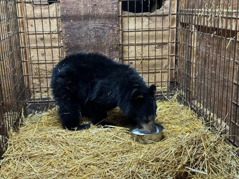 The bear cub is rehabilitating at a Huntsville-area facility and is expected to stay there until next summer.