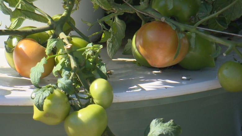 Tomatoes grow on an aeroponic tower in a rooftop garden at a Saskatoon hospital.