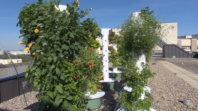 Flowers grow in an aeroponic tower on the roof of a hospital in Saskatoon.