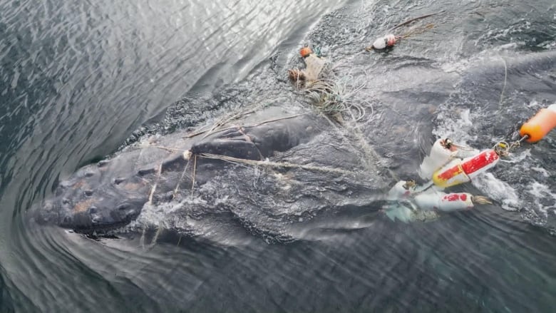 A whale covered in fishing gear