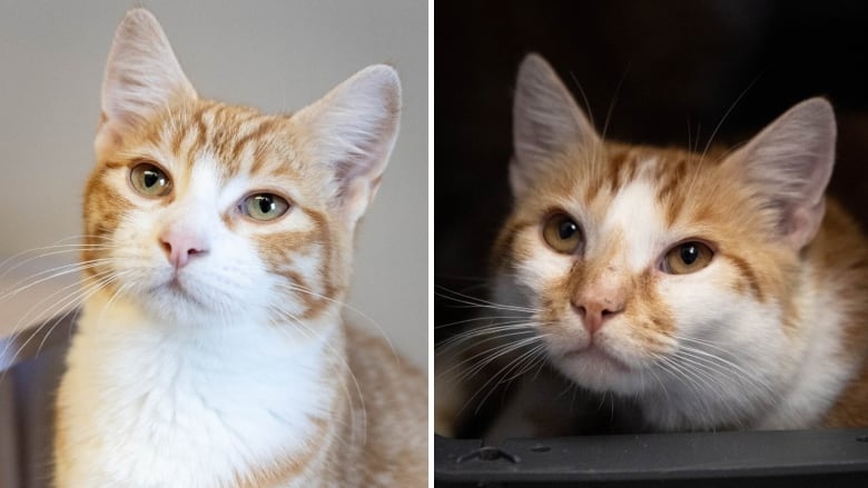 A collage image of two different orange-and-white cats