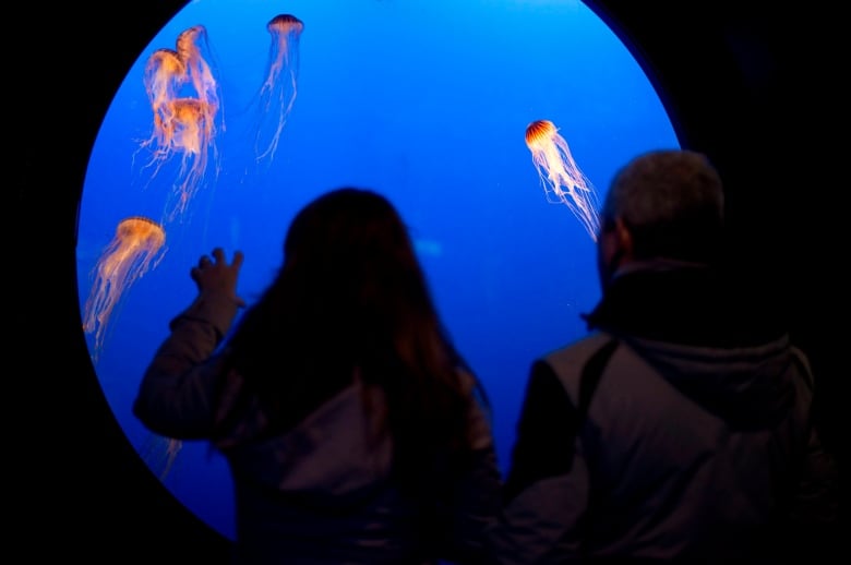 People stare at a glass tank full of jellyfish in an aquarium.