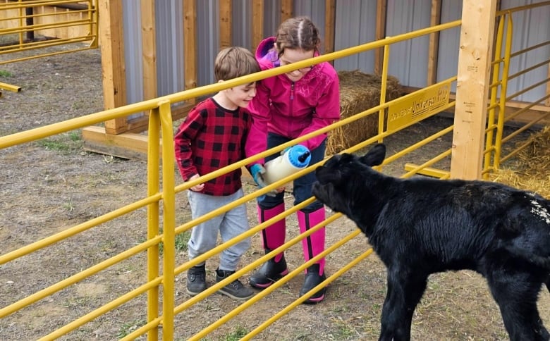 Two kids hold a bottle through a fence to give to a black calf. 