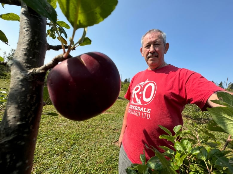 A man stands near an apple tree in an orchard 