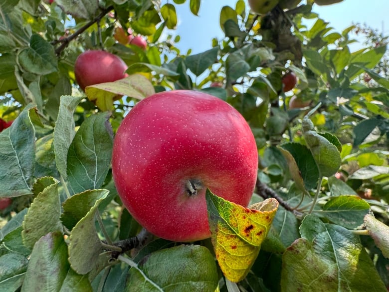 A red apple on a tree 