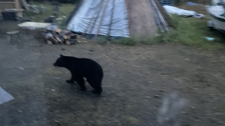 A grainy picture of a black bear walking near a tepee.