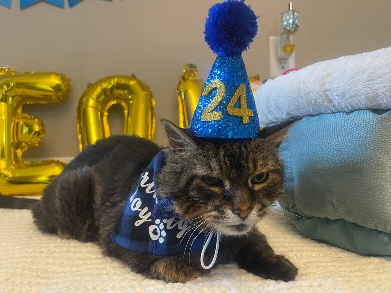 A brown cat is wearing a blue birthday hat that says