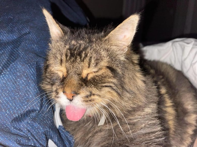 A brown cat sleeps with his tongue out.